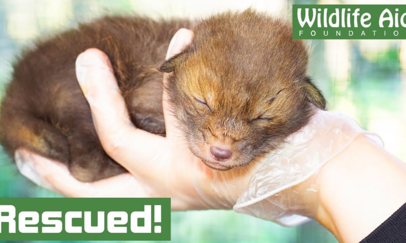 Orphaned baby FOX rescued after mothers tragic death