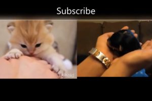 PETS PET ANIMAL LOVERS,  kittens meowing , cute puppy funny videos share |#Puppies watch me??