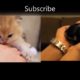 PETS PET ANIMAL LOVERS,  kittens meowing , cute puppy funny videos share |#Puppies watch me??