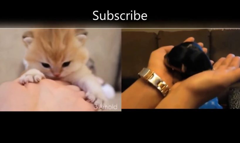 PETS PET ANIMAL LOVERS,  kittens meowing , cute puppy funny videos share |#Puppies watch me??