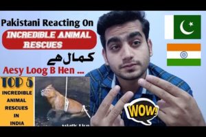 Pakistani Reaction On Top 5 Incredible Animal Rescues In india | 2020