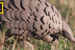 Pangolins: The Most Trafficked Mammal You've Never Heard Of | National Geographic