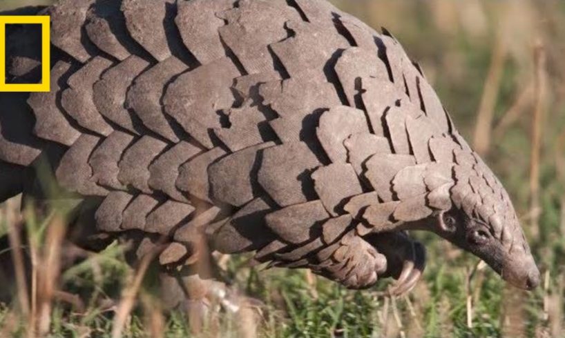 Pangolins: The Most Trafficked Mammal You've Never Heard Of | National Geographic
