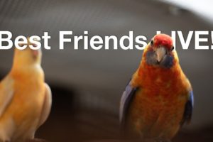 Parrot cam - live video of parrots bopping around Best Friends Animal Sanctuary