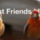Parrot cam - live video of parrots bopping around Best Friends Animal Sanctuary
