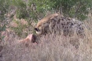 Part 5/5~Wild animal kills attack Fights Caught On Camera