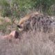 Part 5/5~Wild animal kills attack Fights Caught On Camera