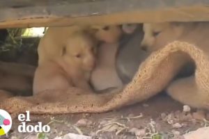 Perrita callejera esconde a sus bebés debajo de un carro | El Dodo