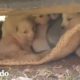 Perrita callejera esconde a sus bebés debajo de un carro | El Dodo