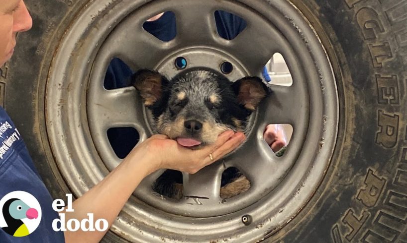 Perrita queda atascada en una llanta | El Dodo