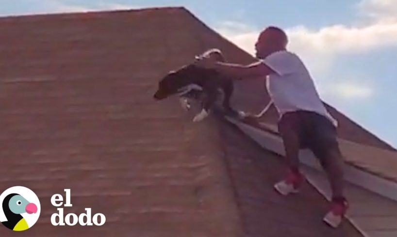 Perro atascado en el techo encuentra a un héroe | El Dodo