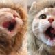 Pet News #1 - Aww Cute - Interesting Things About Pets On Tik Tok | Tricksy Pets