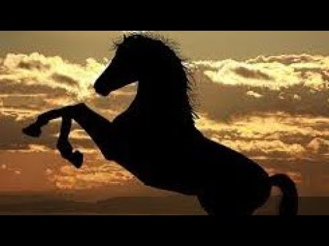 Pet lovers Best horses, peacock and cute puppies