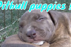 Pit Bull growls at his puppies