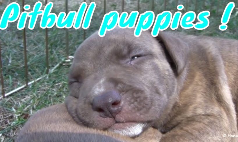 Pit Bull growls at his puppies