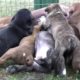PitBull growls with her Cute Puppies