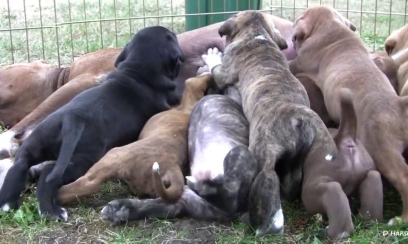 PitBull growls with her Cute Puppies