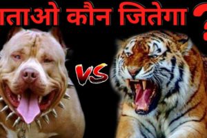 Pitbull vs Tiger Who Win The Fight ? | Best Animals Fights | Tiger vs Pitbull - Dogs Biography