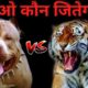 Pitbull vs Tiger Who Win The Fight ? | Best Animals Fights | Tiger vs Pitbull - Dogs Biography