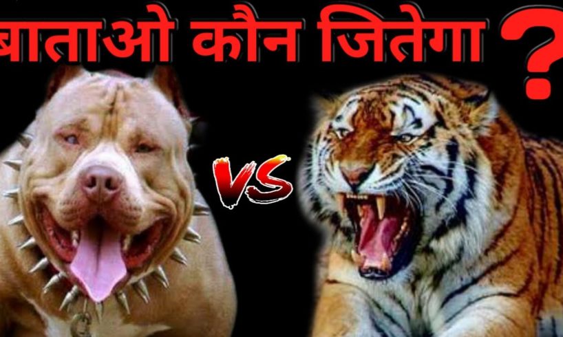 Pitbull vs Tiger Who Win The Fight ? | Best Animals Fights | Tiger vs Pitbull - Dogs Biography