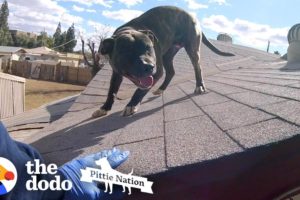 Pittie Found on Roof is So Happy to See Rescuers | The Dodo Pittie Nation