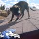 Pittie Found on Roof is So Happy to See Rescuers | The Dodo Pittie Nation