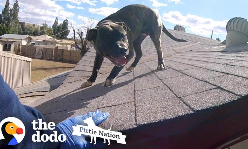 Pittie Found on Roof is So Happy to See Rescuers | The Dodo Pittie Nation