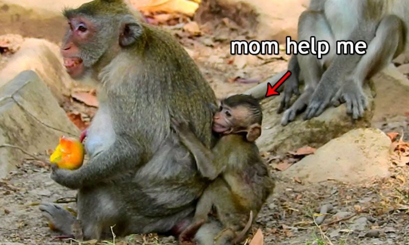 Pity poor baby Janna was scare all monkey a round her, Since she get hurt never happy playing