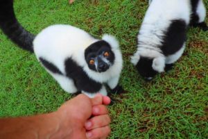 Playing with RESCUED Lemurs at The WildLife HQ Zoo!!