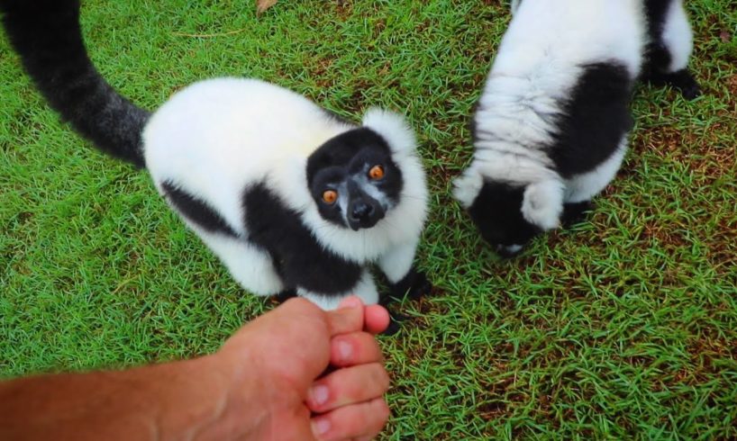Playing with RESCUED Lemurs at The WildLife HQ Zoo!!