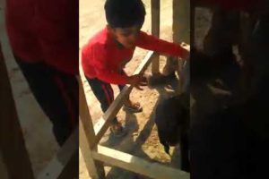 Playing with baby goat | A Happy Day at Village | Hassam and Shayan