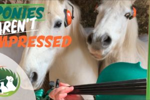 Ponies NOT impressed with my Violin playing! | St Patrick’s Day | Cute |Funny Animals