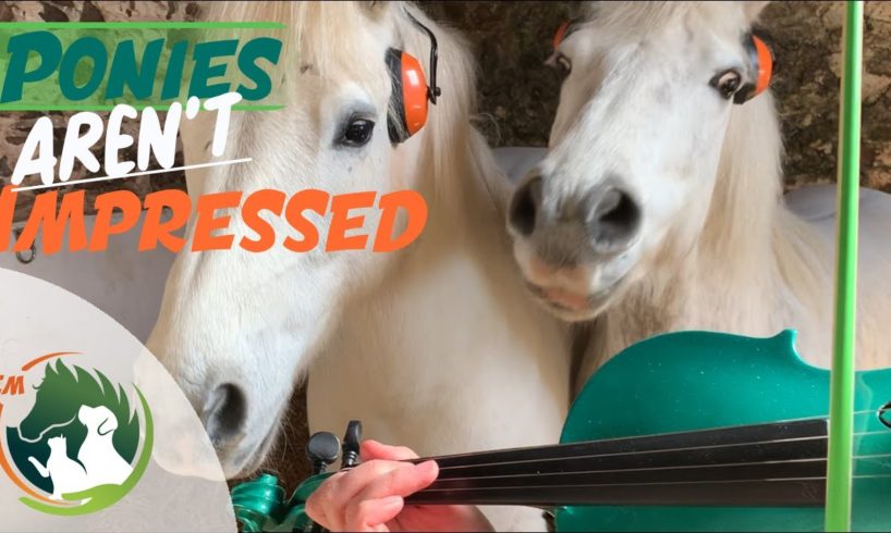 Ponies NOT impressed with my Violin playing! | St Patrick’s Day | Cute |Funny Animals