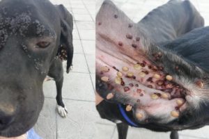 Poor Dog Cover Hundreds Huge TICKS, FLEAS get rescued | Amazing Transformation