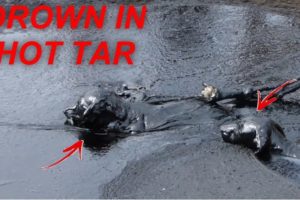 Poor Puppies Desperate for Hours in Hot Tar in Desert | 2020 Animal Rescues