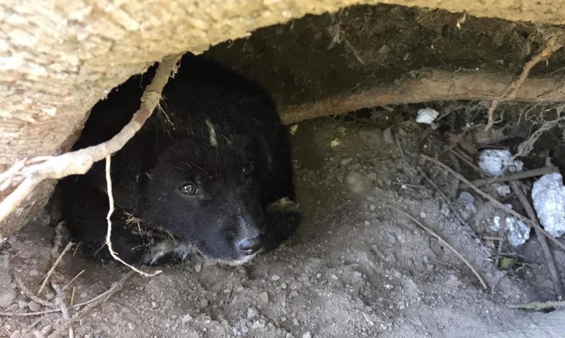Poor Puppy Lived Alone and Sad in Cave Transform to Happy Life
