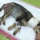 Poor Puppy Was Attacked By Big Dog Because So Hungry Find Foods | Heartbreaking Story