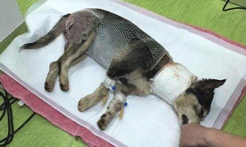 Poor Puppy Was Attacked By Big Dog Because So Hungry Find Foods | Heartbreaking Story