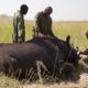 Protecting Kenya’s Endangered Rhinos: WILDEST ANIMAL RESCUE