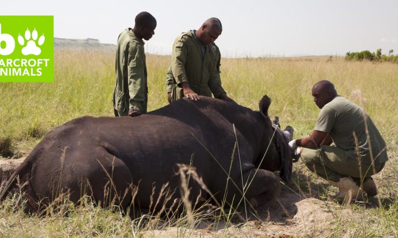 Protecting Kenya’s Endangered Rhinos: WILDEST ANIMAL RESCUE