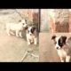 Puppies cute Intelligent playing video || wow! Amazing puppy video