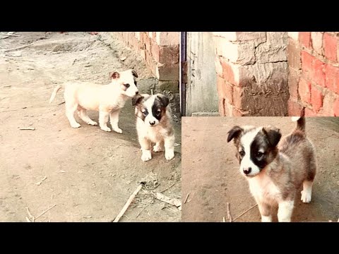 Puppies cute Intelligent playing video || wow! Amazing puppy video