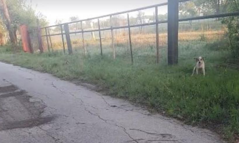 Puppy Abandoned On Side Of Road Rescued Just In Time
