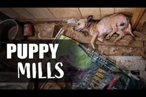 Puppy Mills: What They Are & How to Stop Them