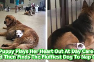Puppy Plays Her Heart Out At Day Care And Then Finds The Fluffiest Dog To Nap On