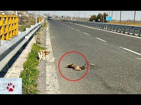 Puppy was waiting next to his dead mother until someone rescued him