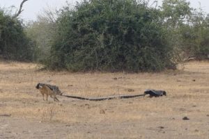 Python, Honey Badger & Jackal Fight Each Other