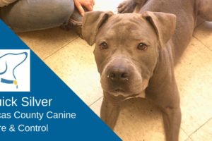 Quick Silver: Lucas County Canine Care & Control
