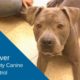 Quick Silver: Lucas County Canine Care & Control