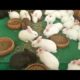 Rabbit family, baby rabbits play with mother rabbit. Lovely rabbit, animals film. thỏ con chơi với t